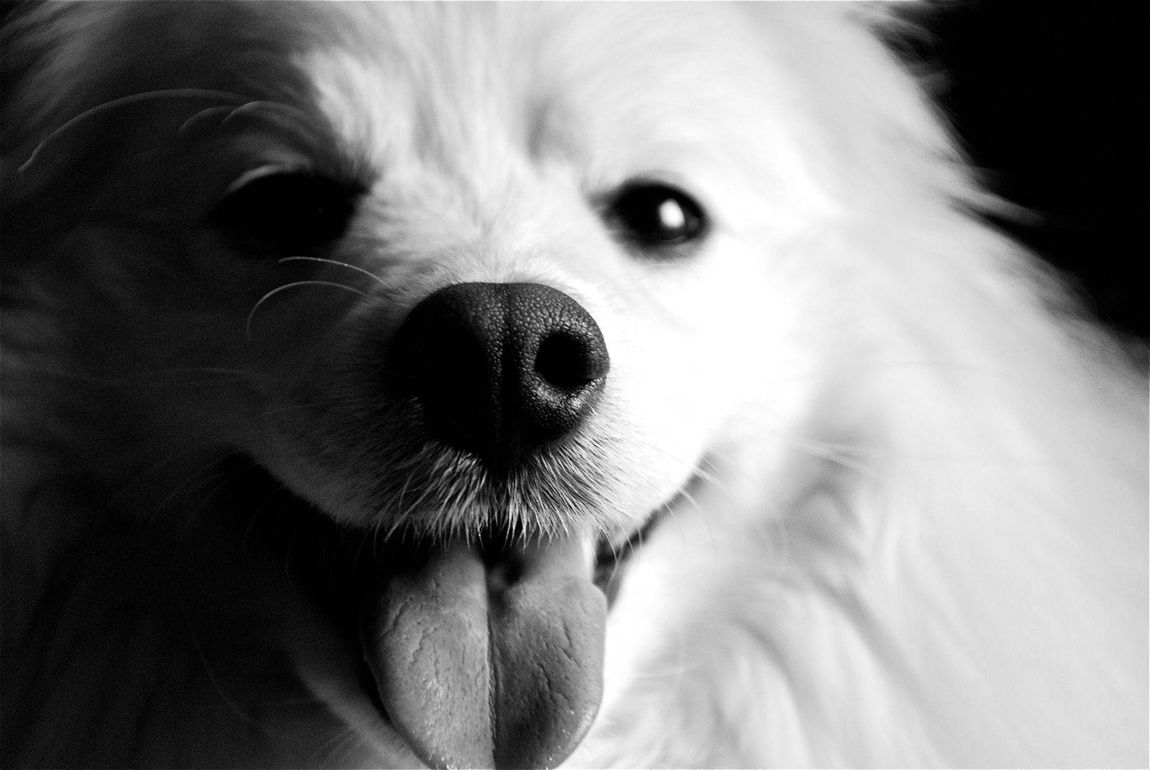 Black And White Dog Tongue Out Background