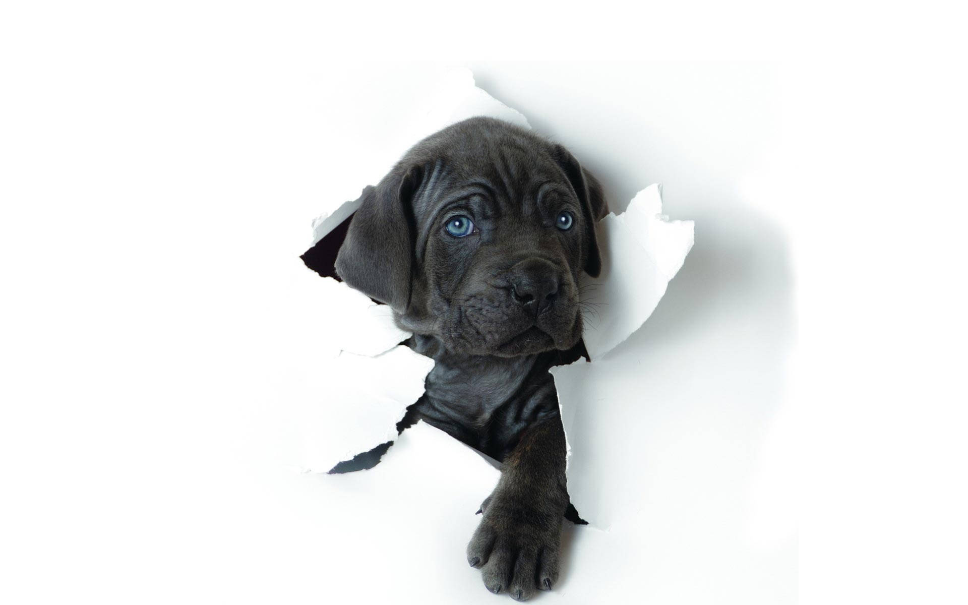 Black And White Dog With Blue Eyes Background