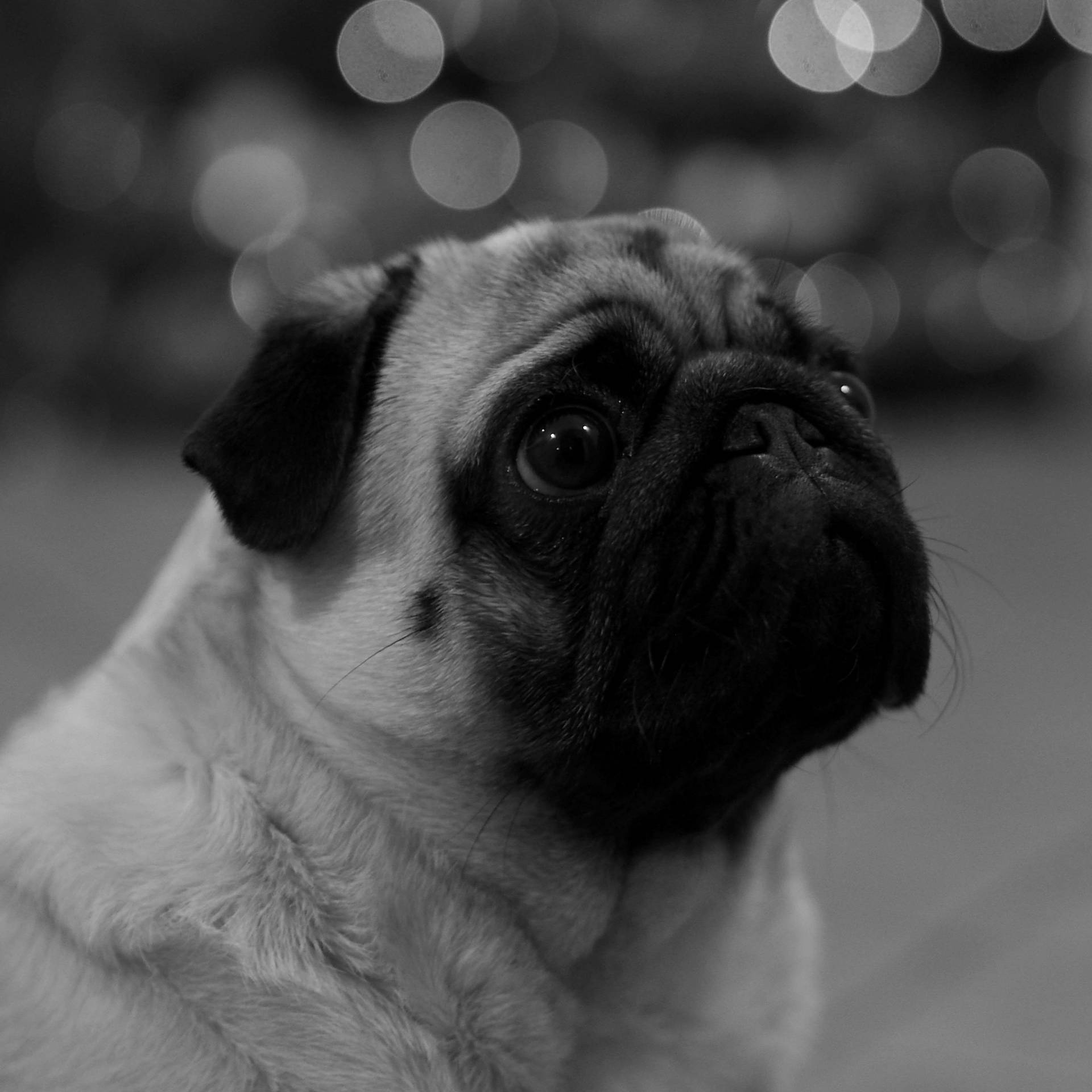 Black And White Dog With Bokeh Lights Background