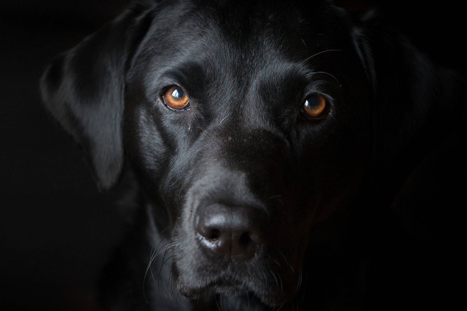 Black And White Dog With Brown Eyes Background