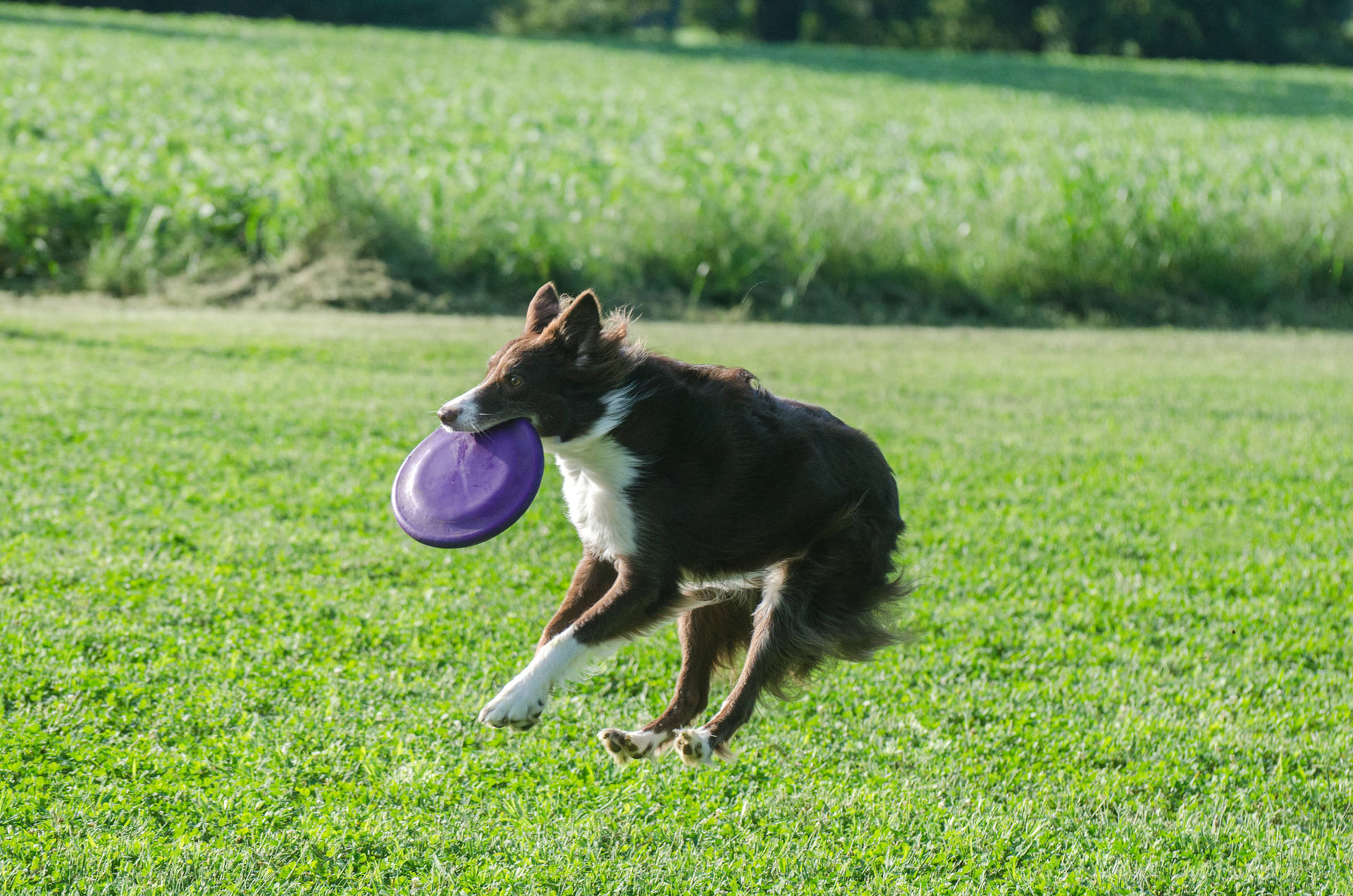 Black And White Dog With Frisbee