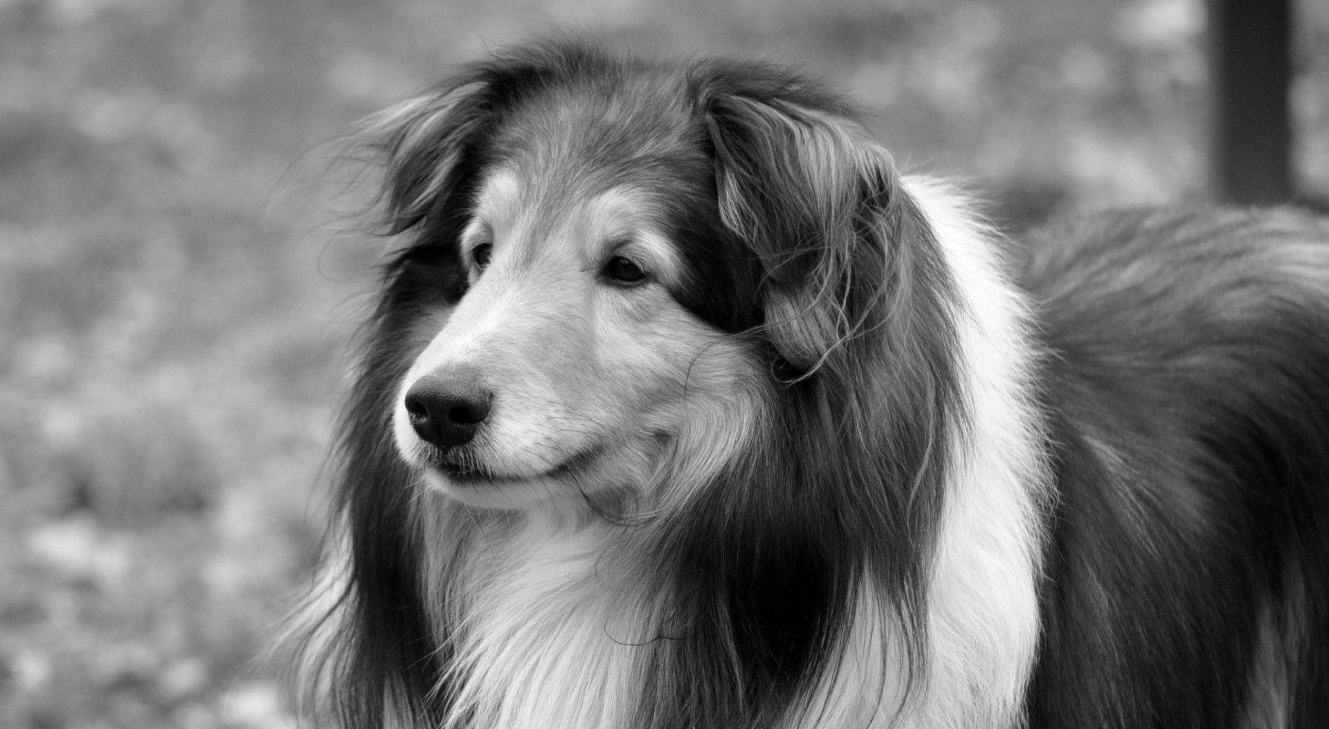 Black And White Dog With Long Fur Background