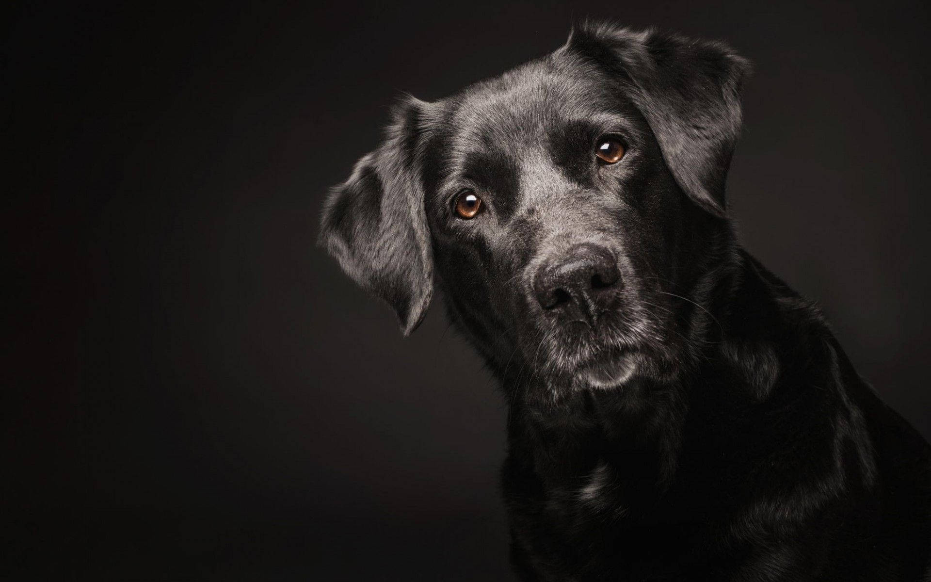 Black And White Dog With Well Groomed Fur Background