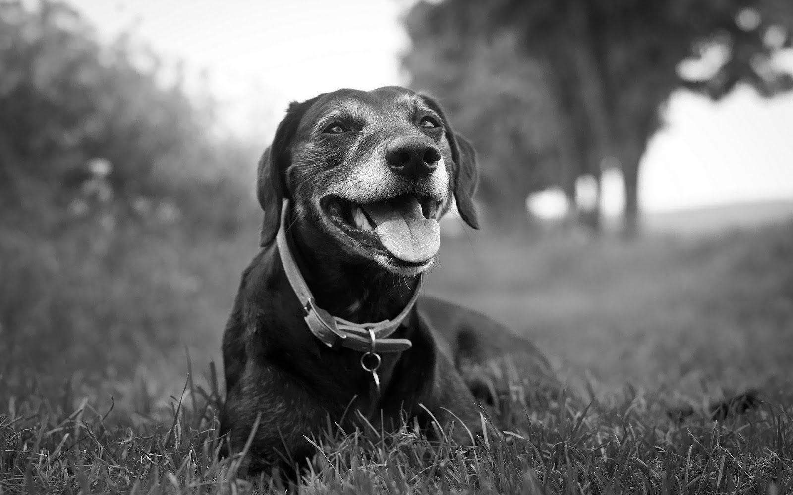 Black And White Dogs Relaxes On Grass Background