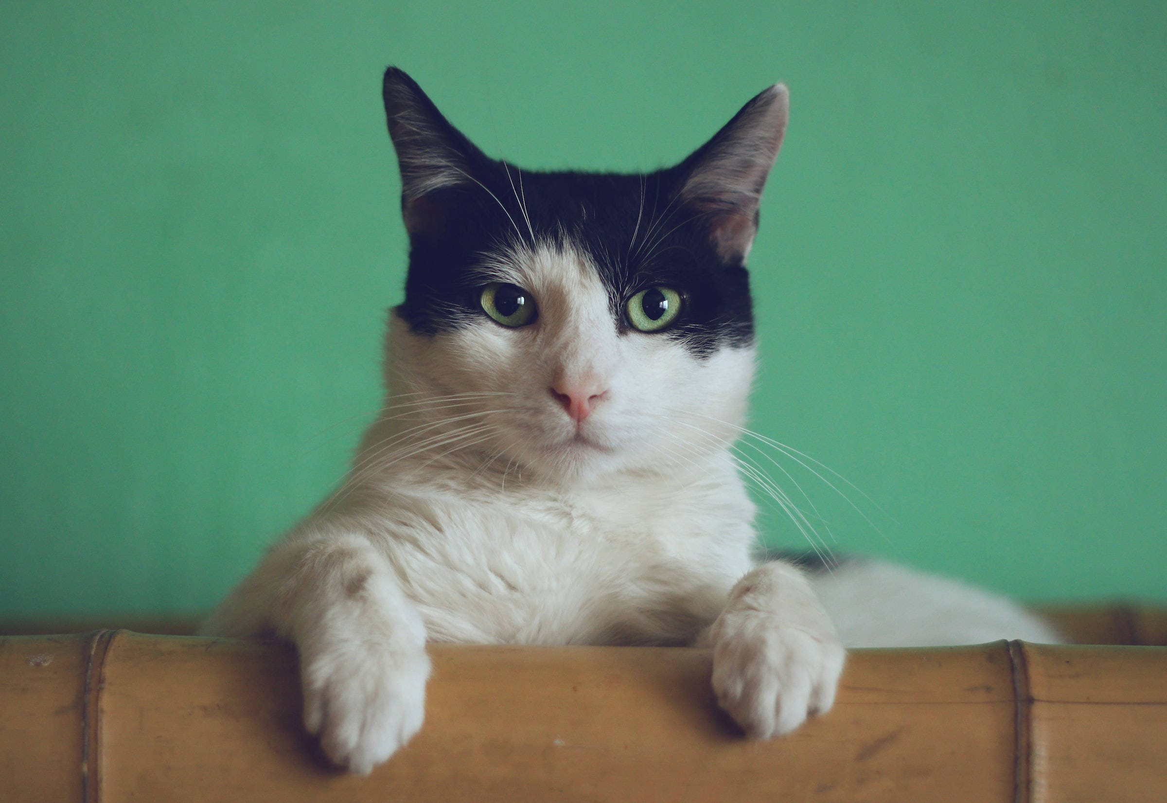 Black And White Domestic Shorthaired Cat Pfp Background