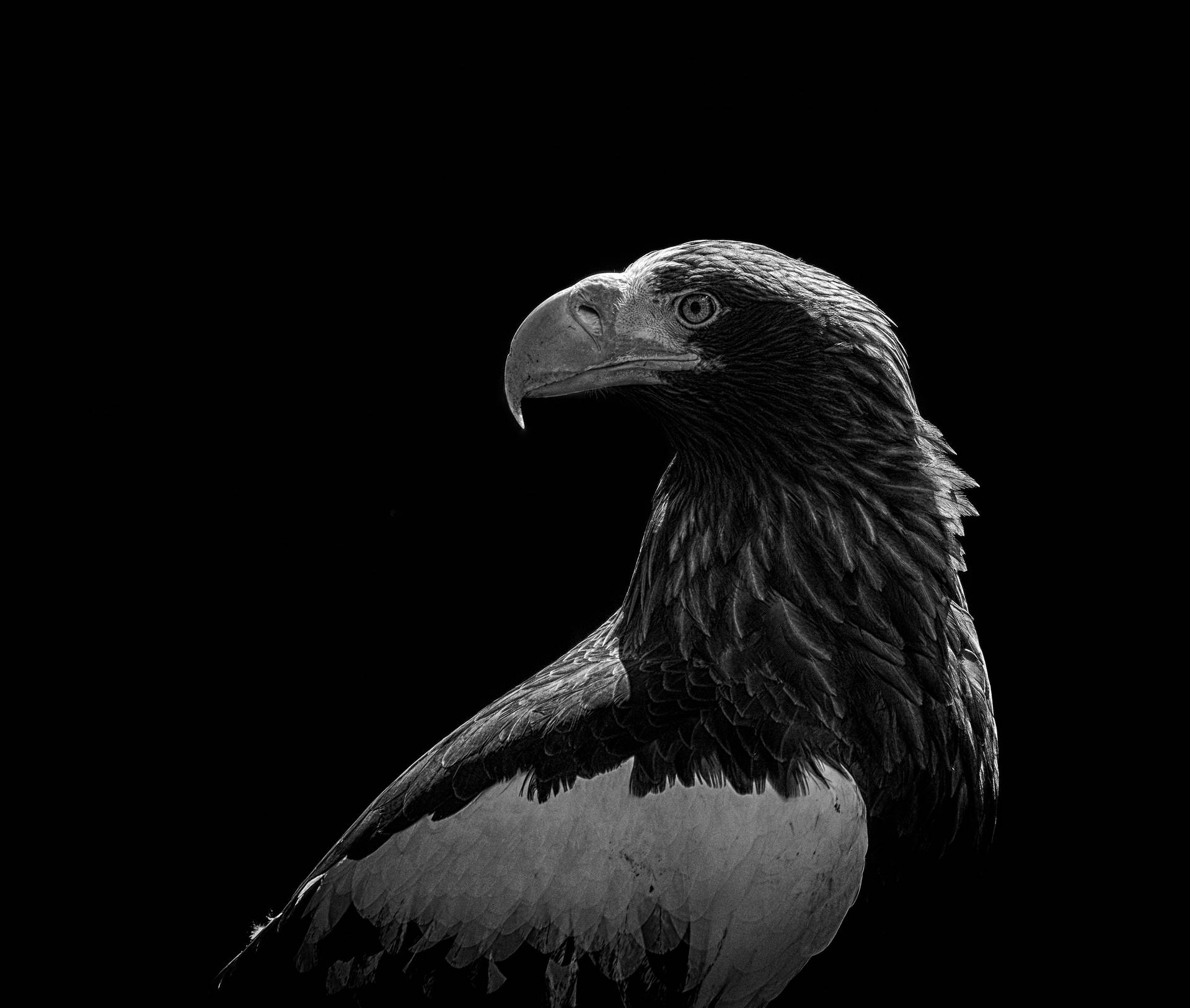 Black And White Eagle Photography Background