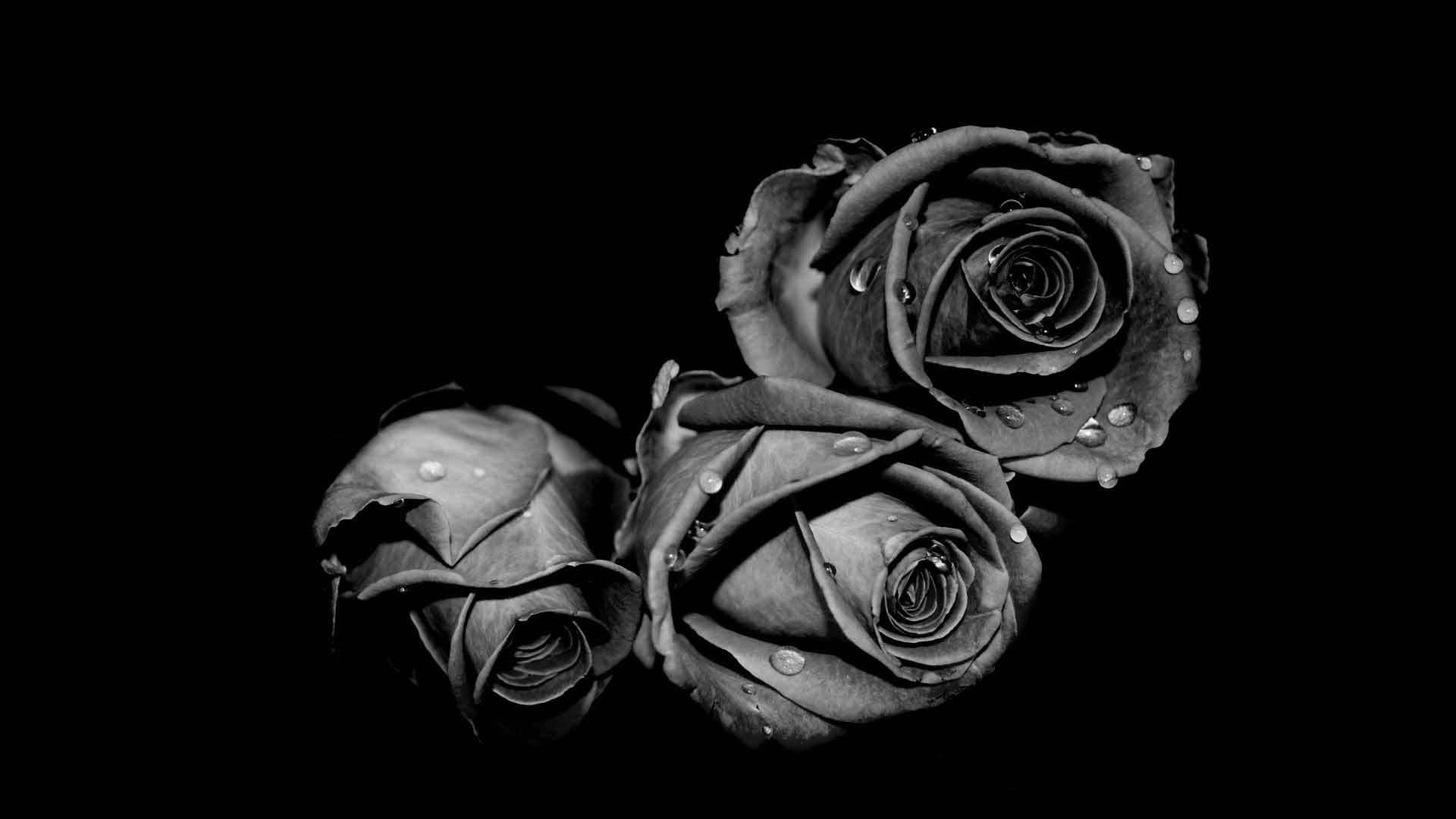 Black And White Filter On Roses Background