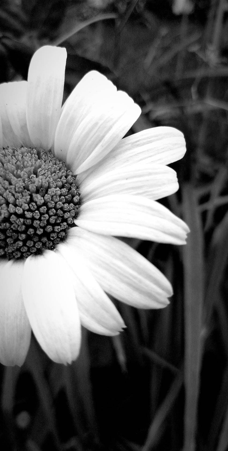 Black And White Flower And Grass Background