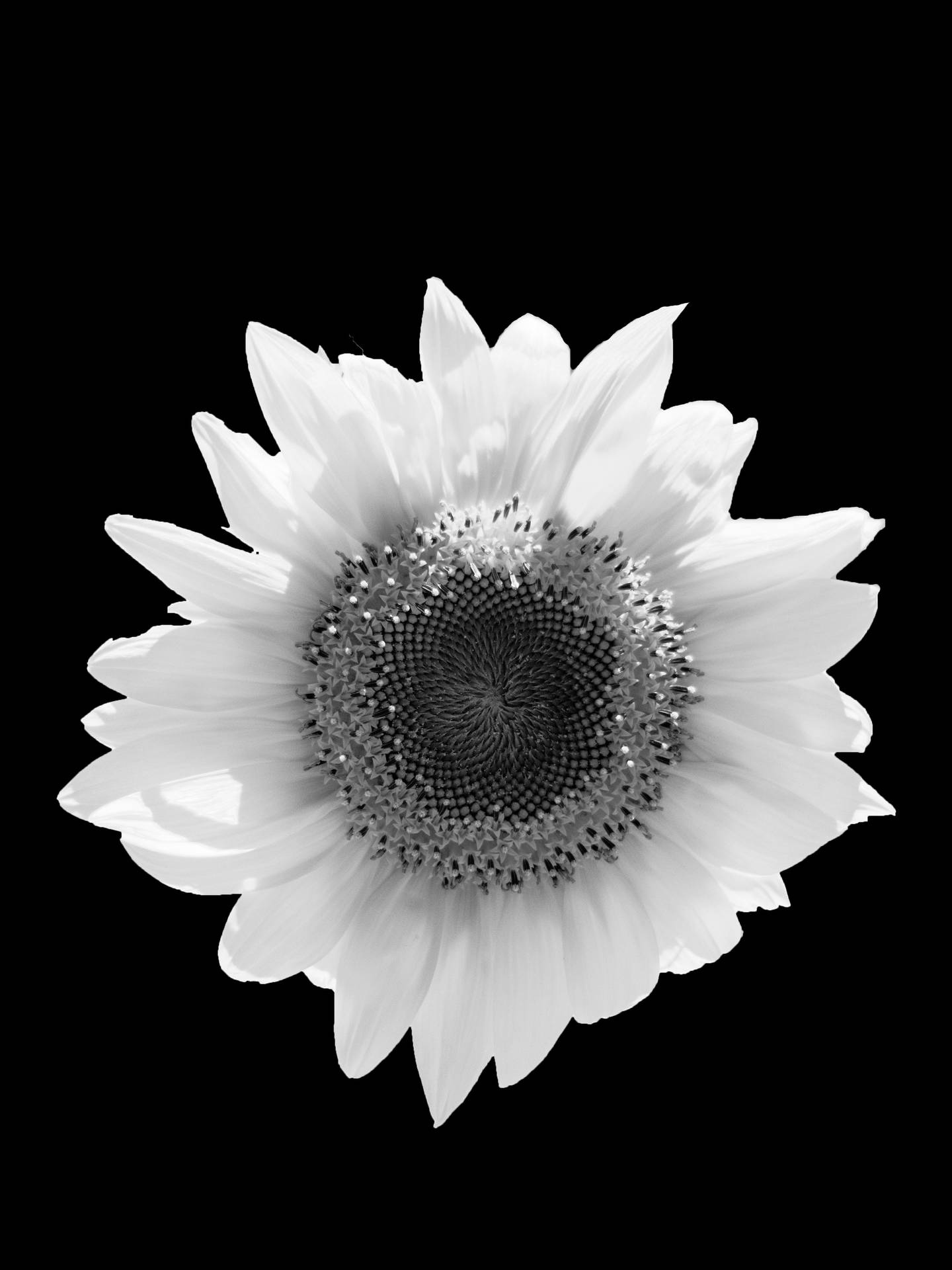 Black And White Flower Android Background