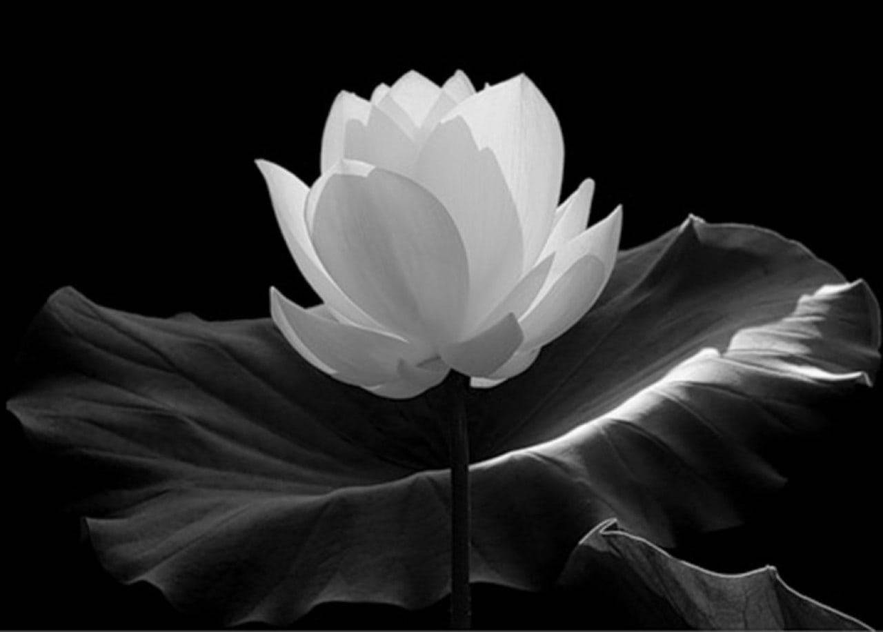 Black And White Flower Big Leaves Background