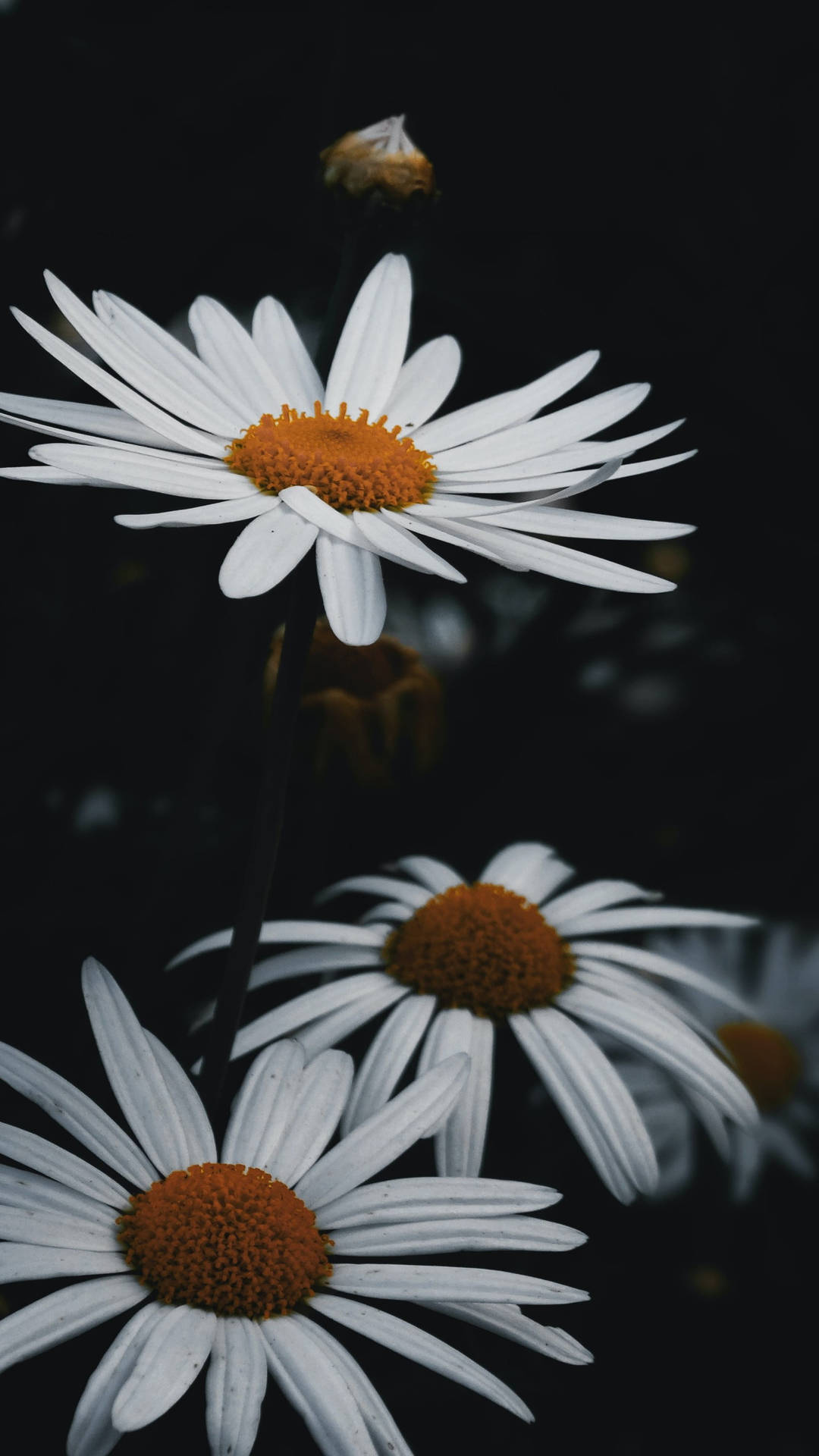 Black And White Flower Blooming Daisies Background