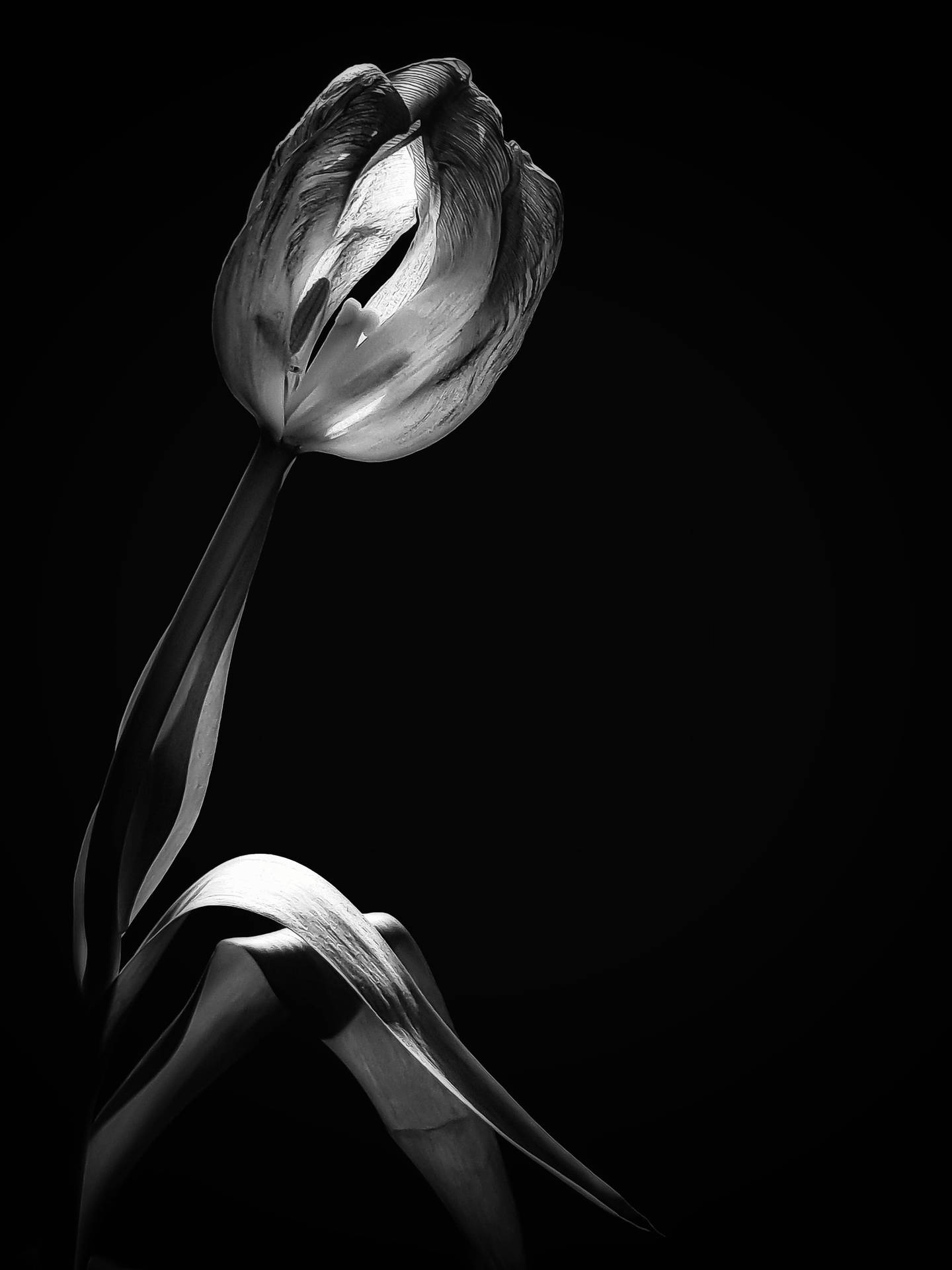 Black And White Flower Closed Background
