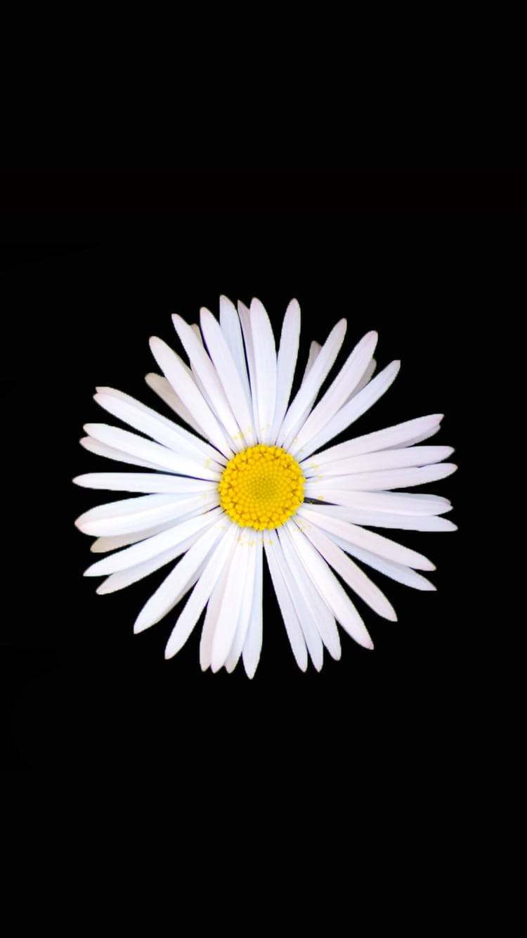 Black And White Flower Daisy Background