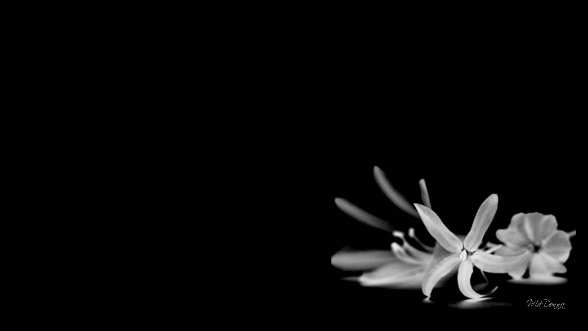Black And White Flower On The Ground Background