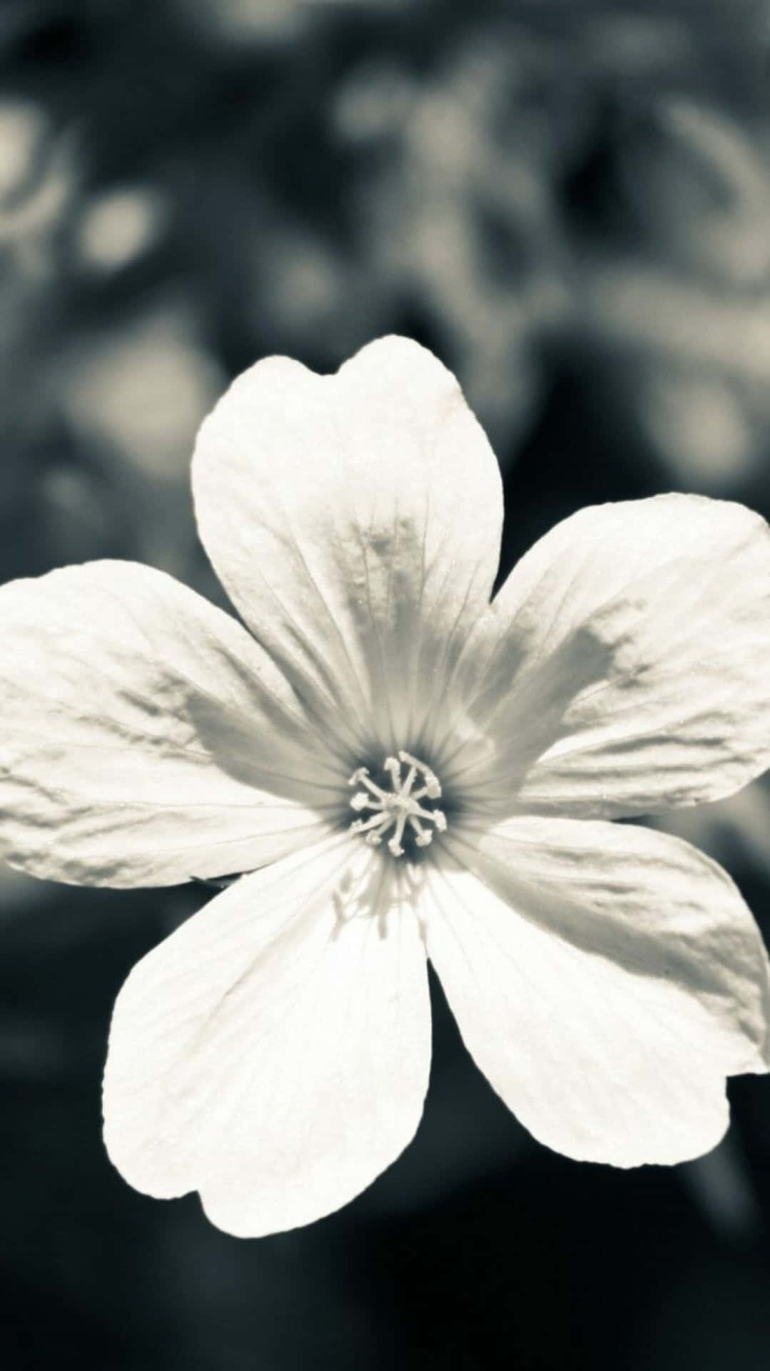 Black And White Flower Petal Iphone Background