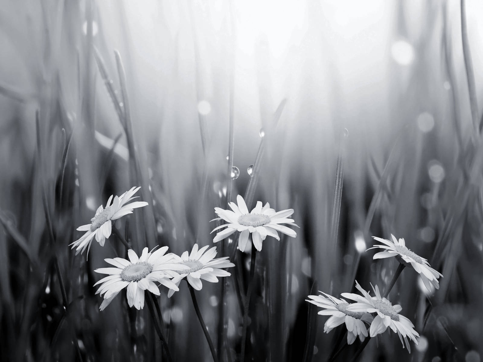 Black And White Flower Rain Background