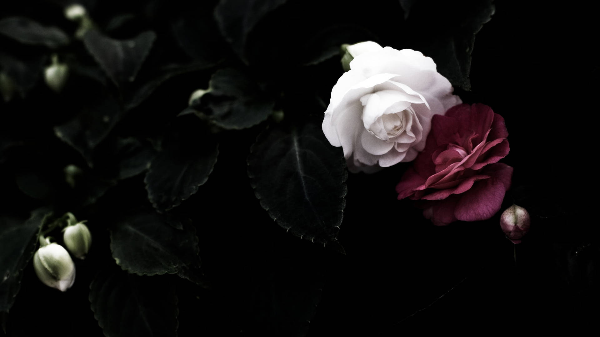 Black And White Flower Red Rose Background