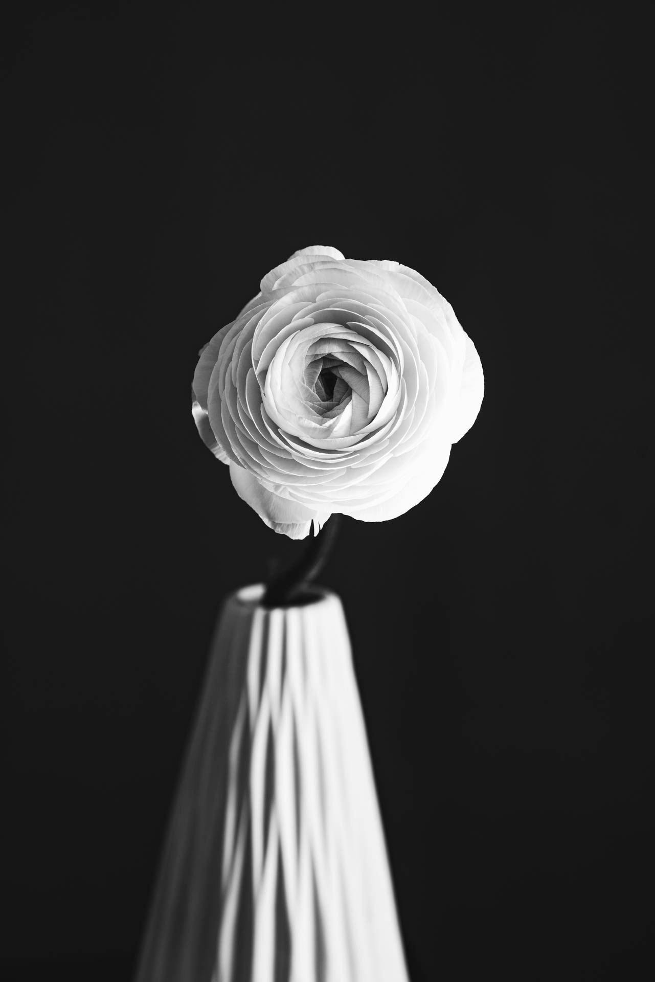 Black And White Flower Solitary Rose Vase Background