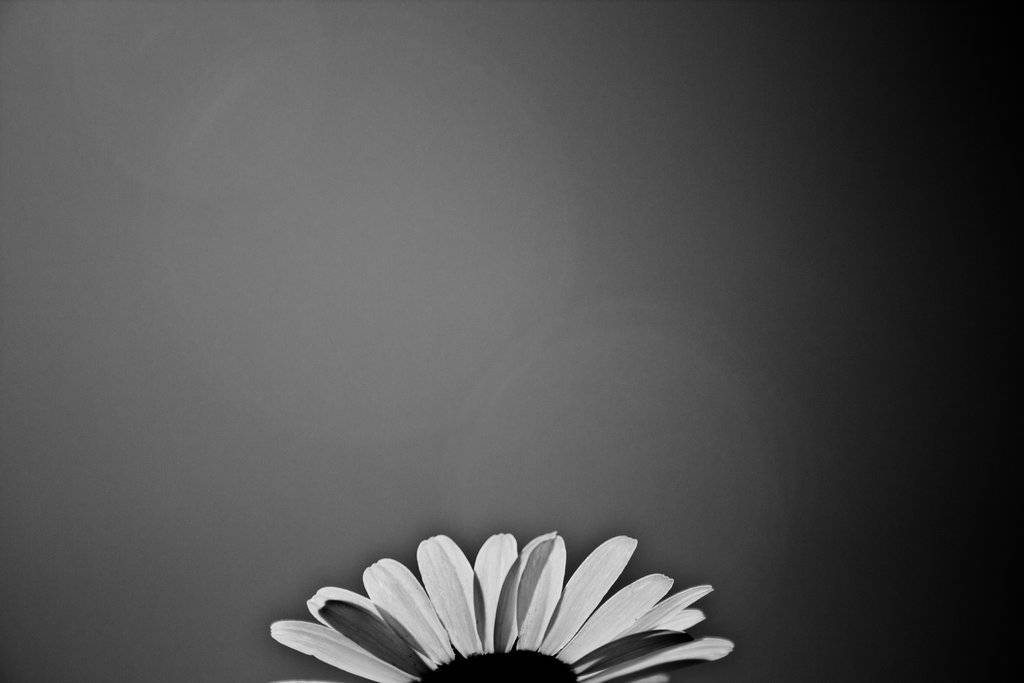 Black And White Flower Sunflower From Top Background