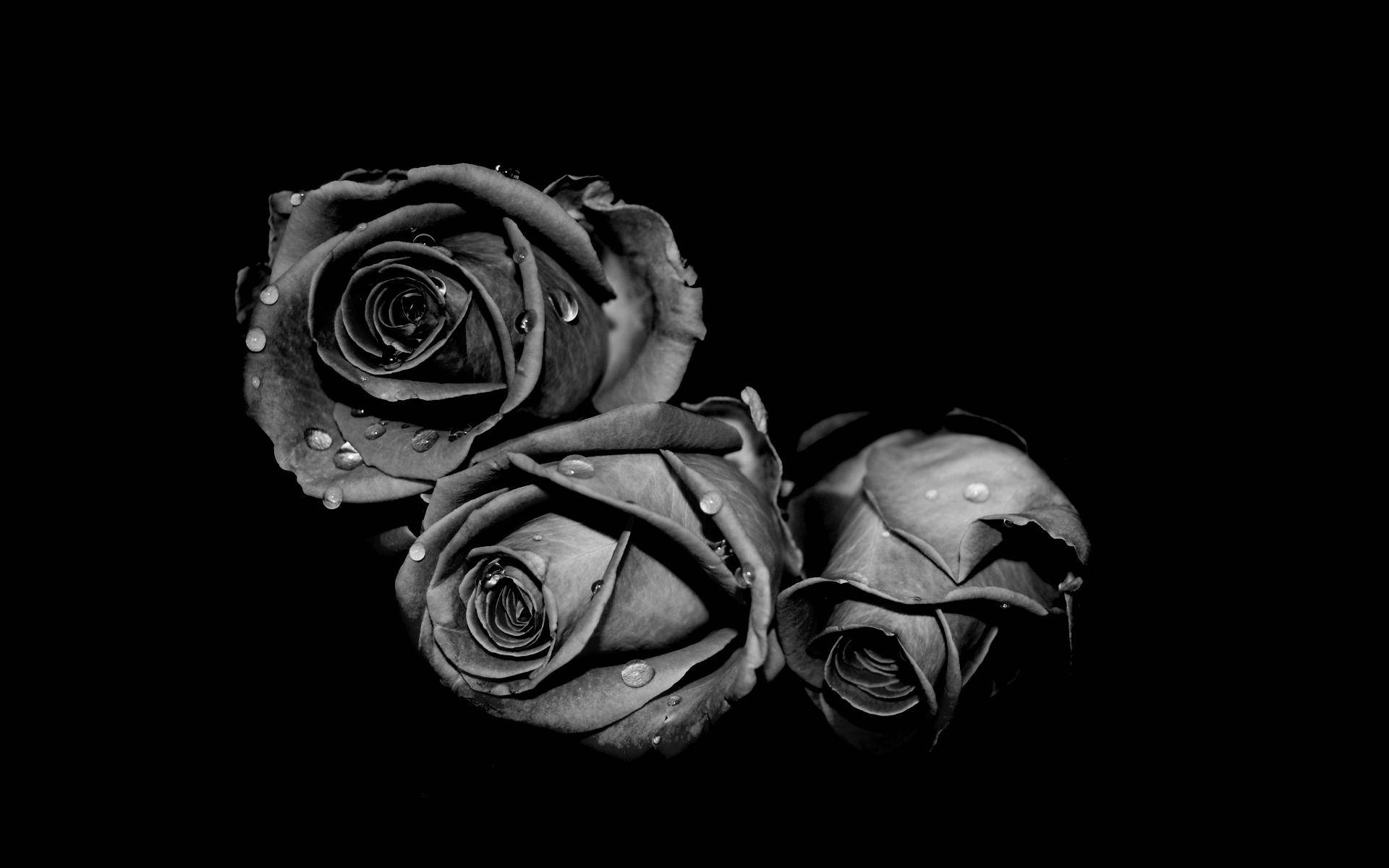 Black And White Flower Three Roses Background