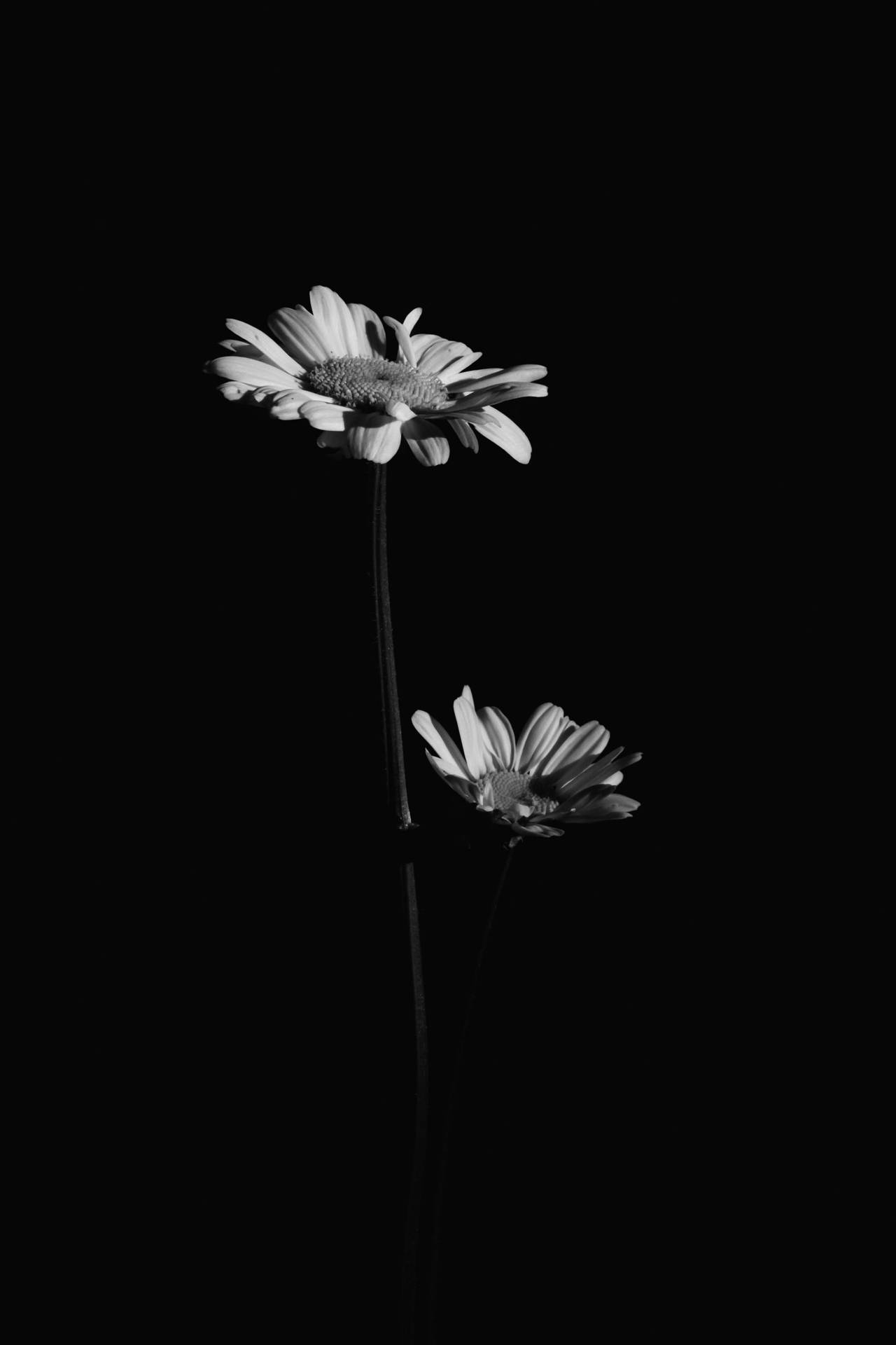 Black And White Flower Two Flowers Background