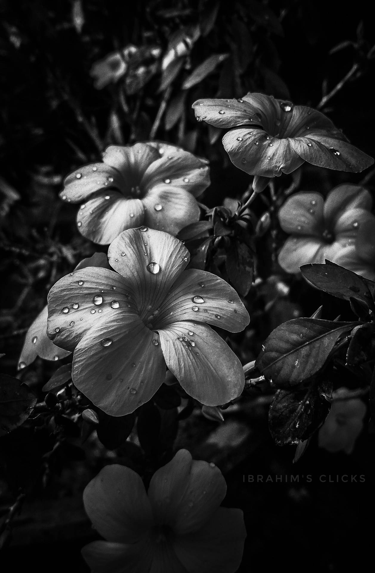 Black And White Flower With Dew Background