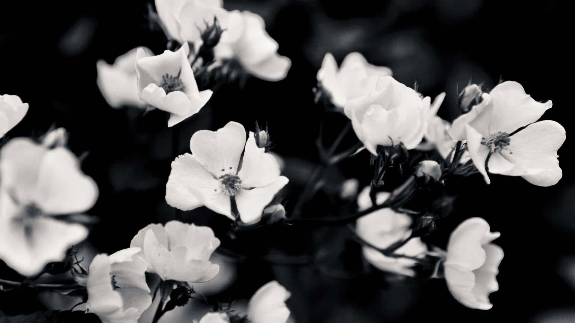 Black And White Flowers In A Black And White Photo Background