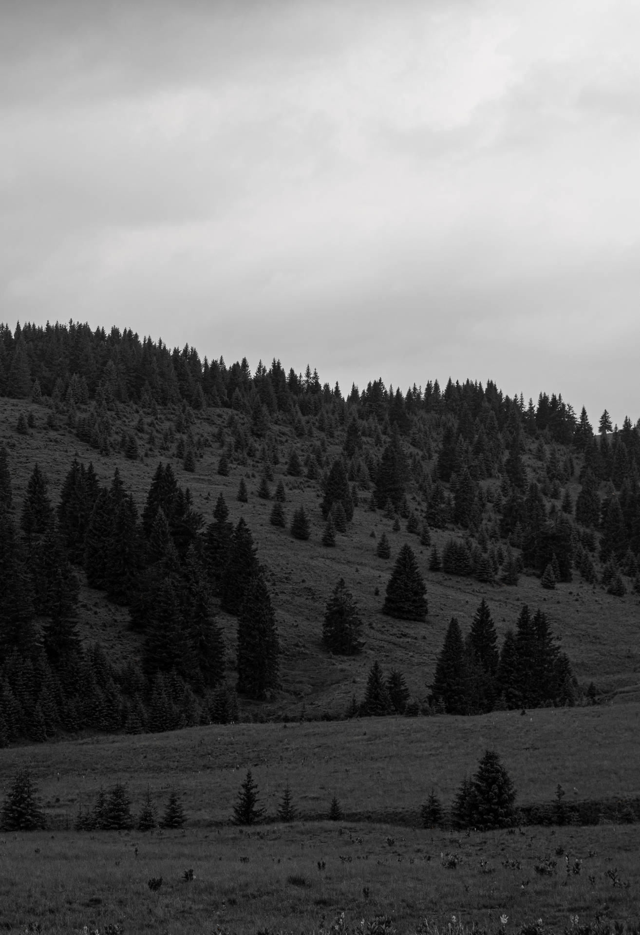 Black And White Forest Editing
