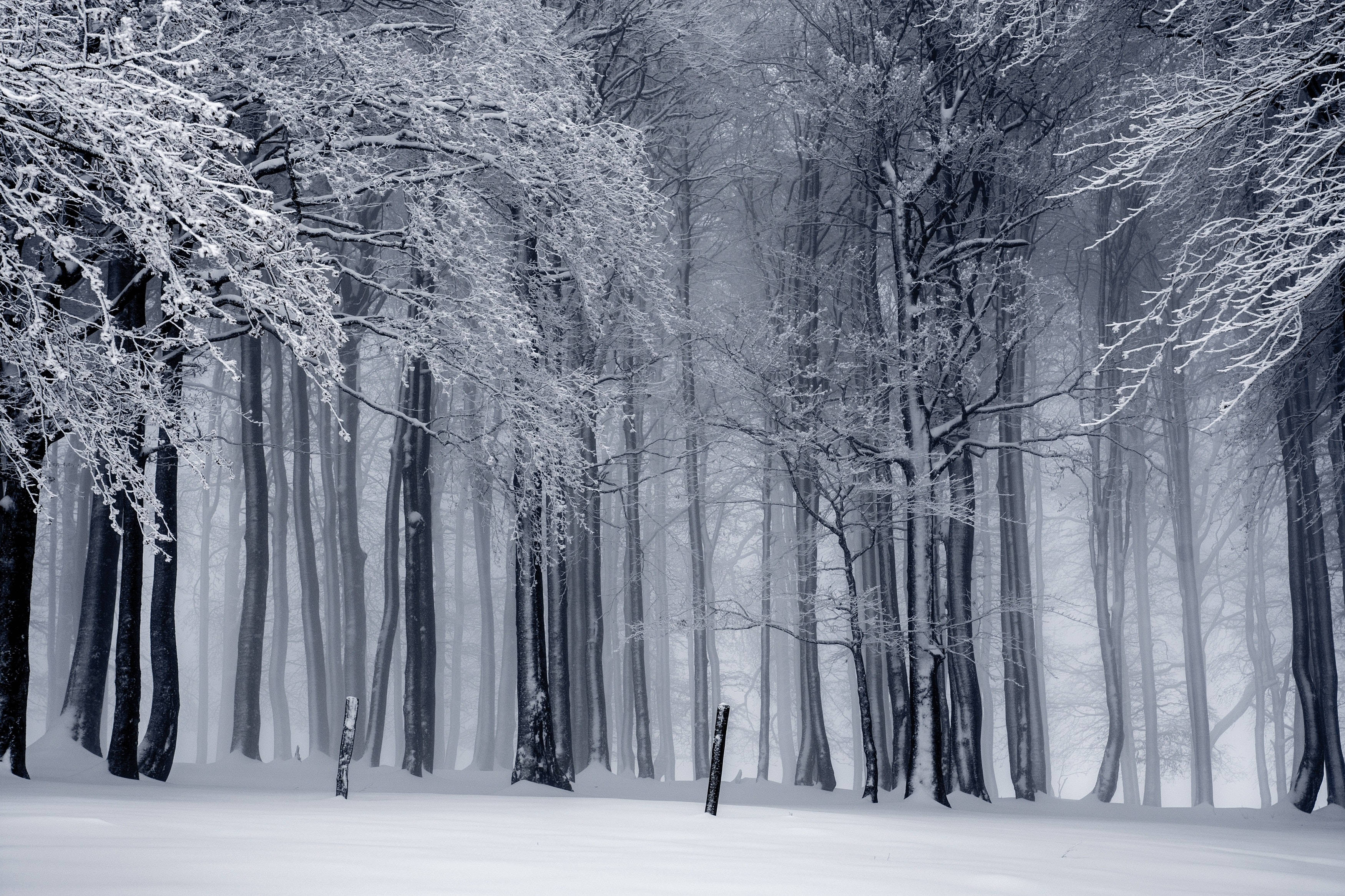 Black And White Forest Winter Scenery Background