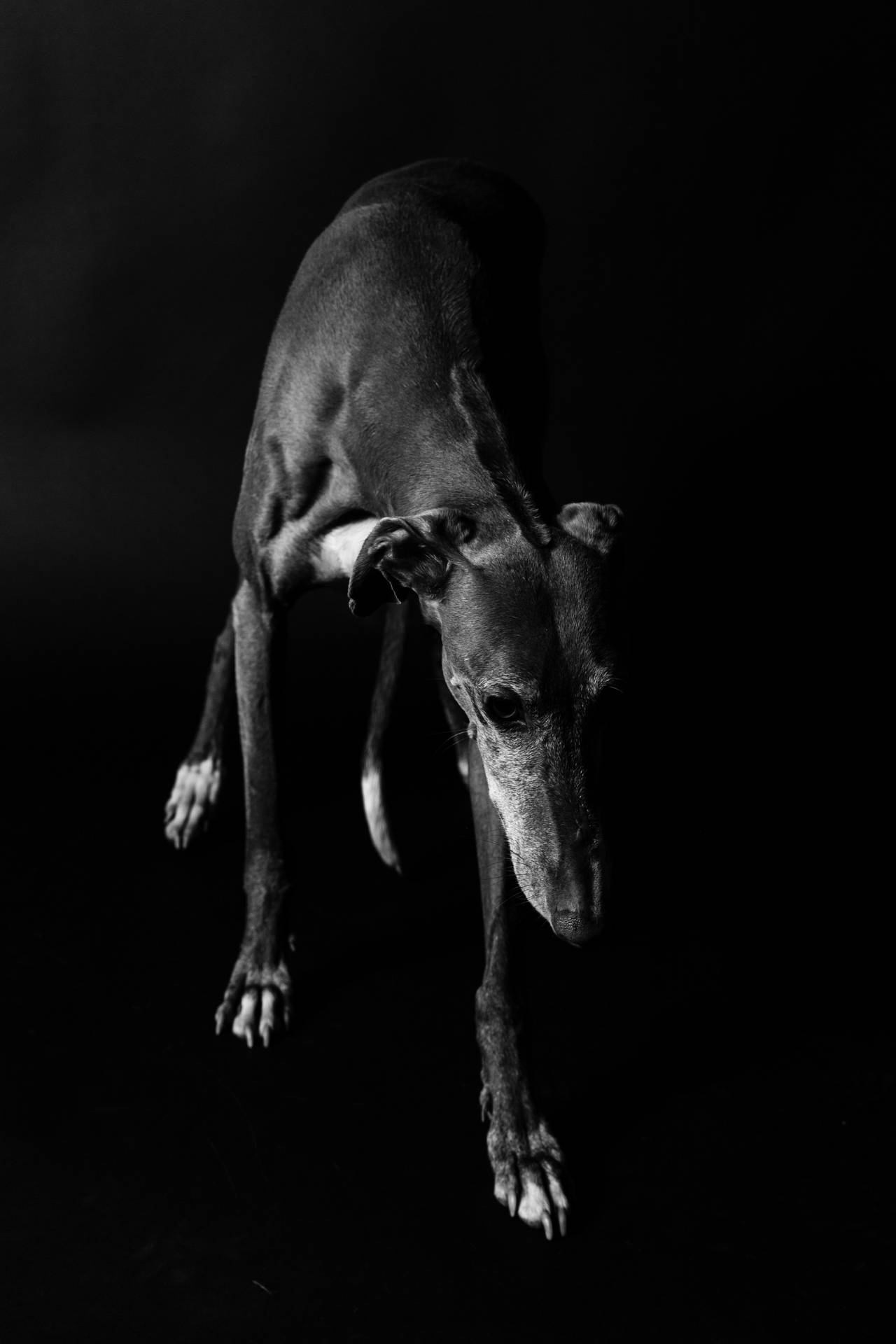 Black And White Greyhound Background