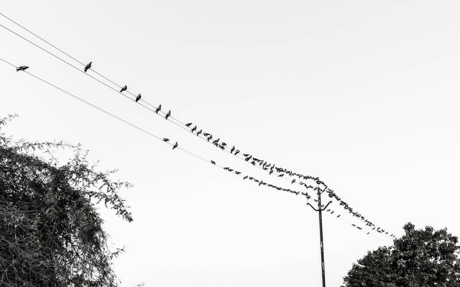 Black And White Hd Birds Background