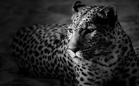 Black And White Hd Cheetah Background