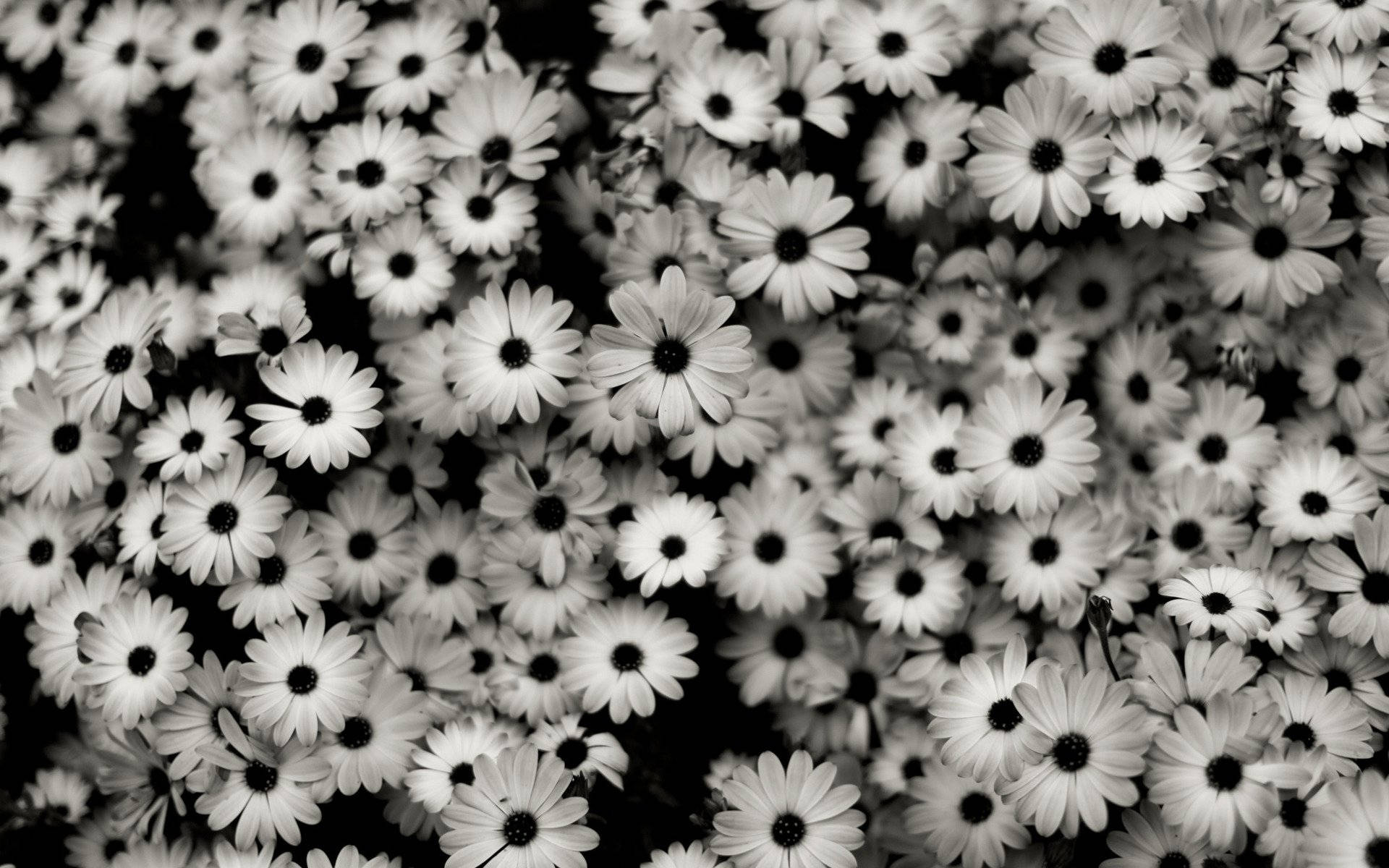Black And White Hd Flower Garden Background
