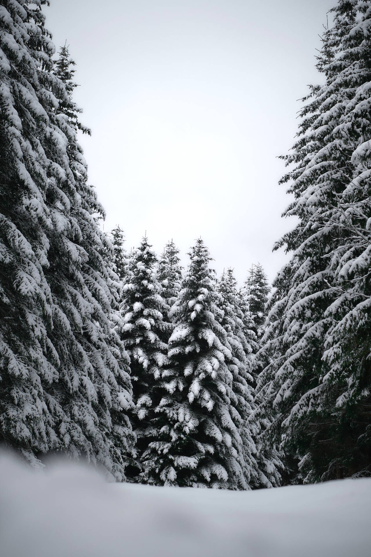 Black And White Hd Pine Trees Background