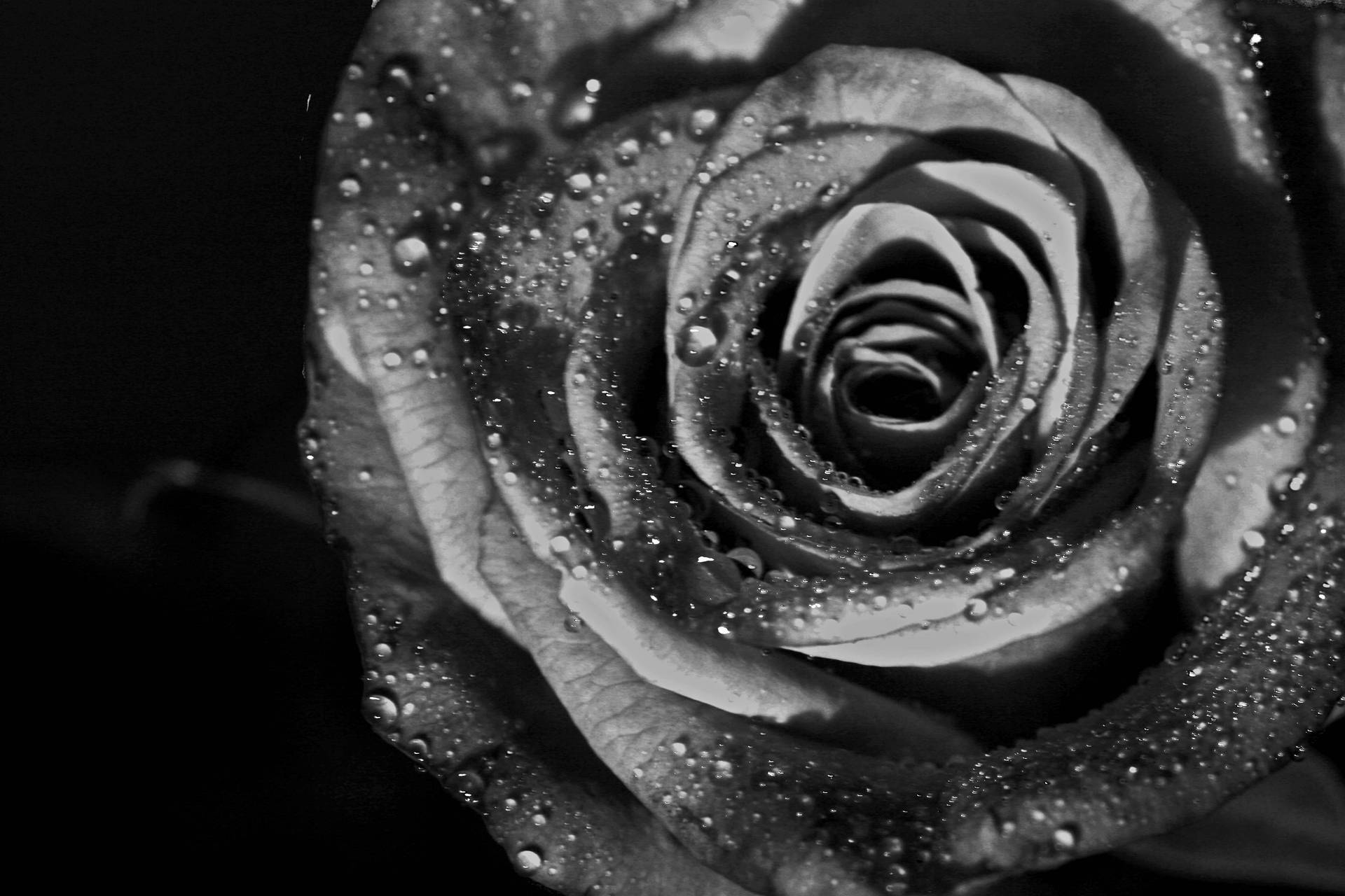 Black And White Hd Rose Flower Background