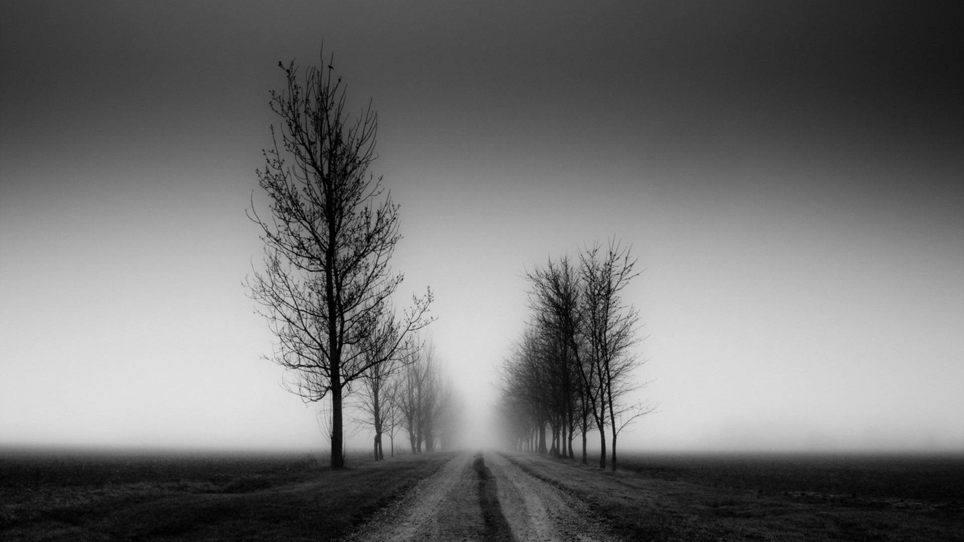 Black And White Hd Trees Background