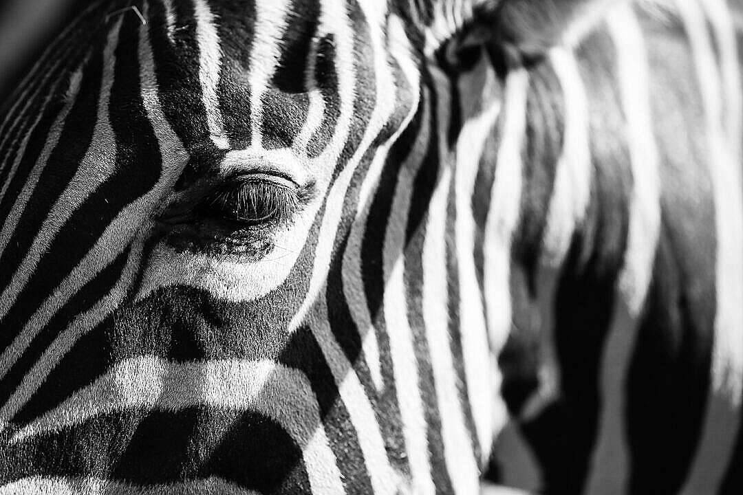 Black And White Hd Zebra