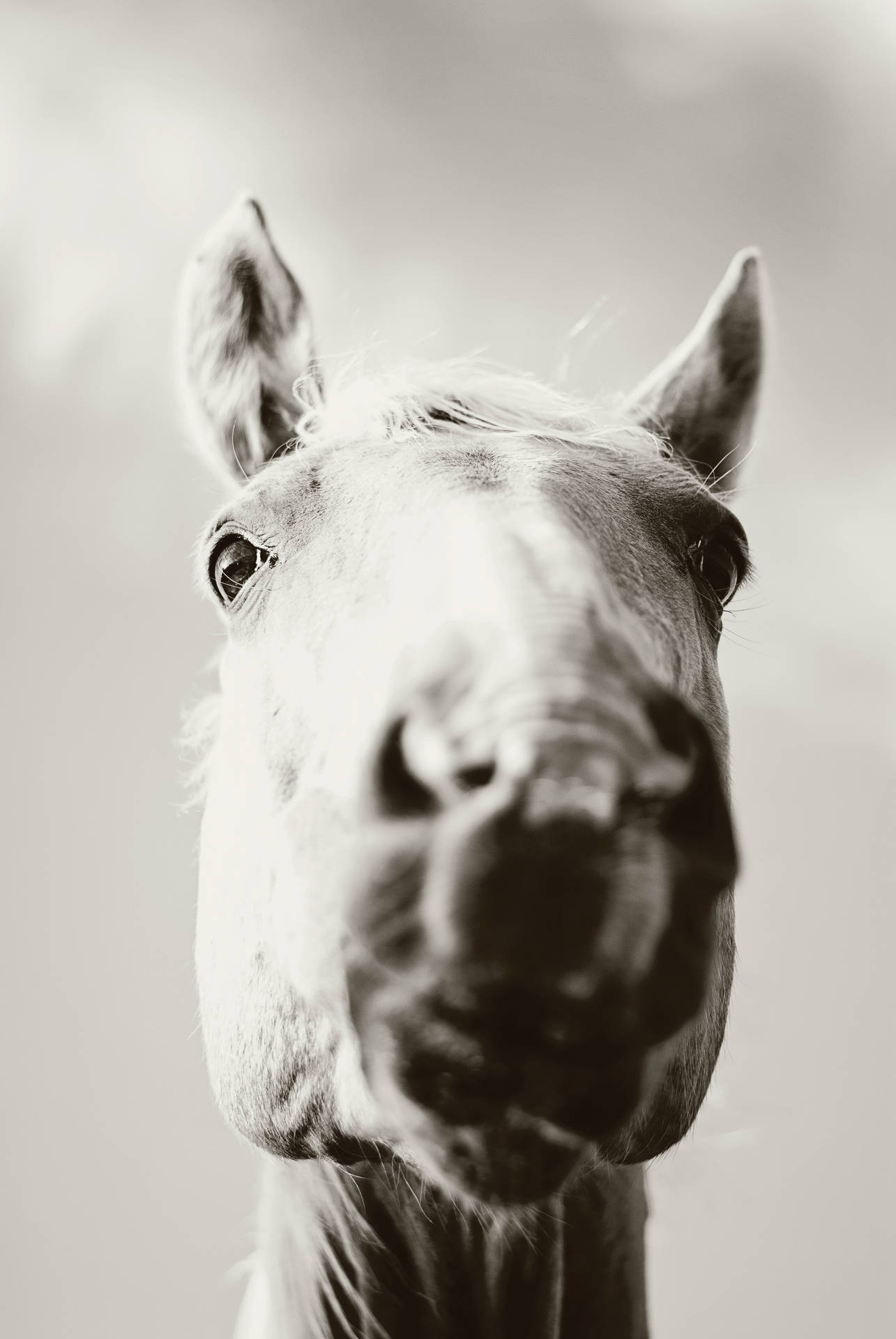 Black And White Horse Iphone Background