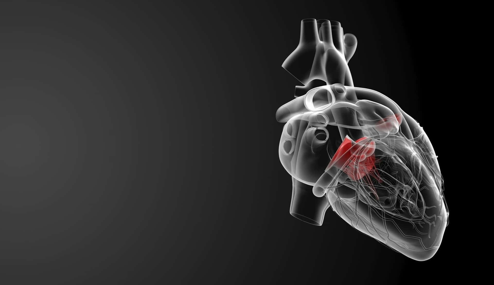 Black And White Human Heart Hd Medical Background