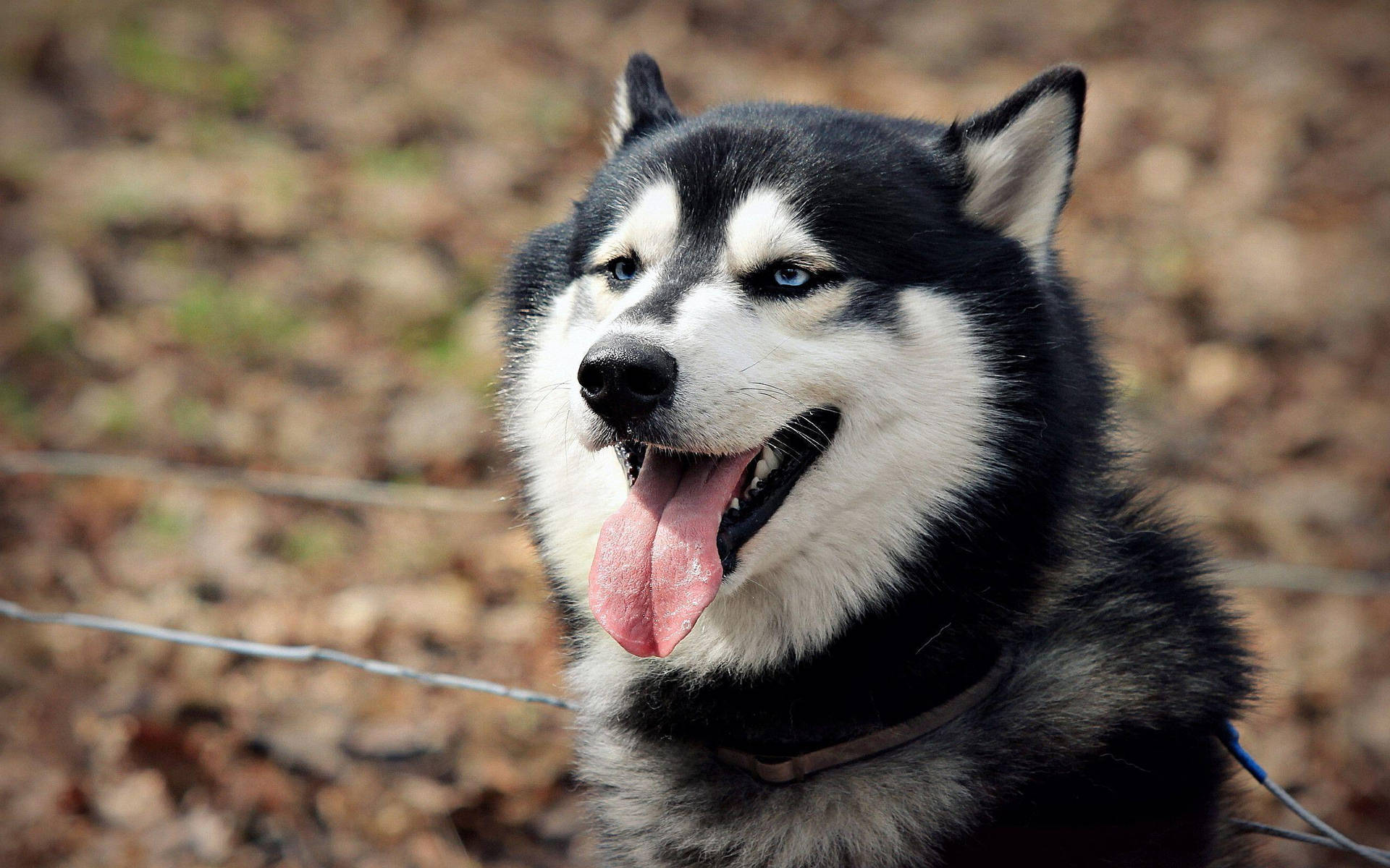 Black And White Husky Tongue Out