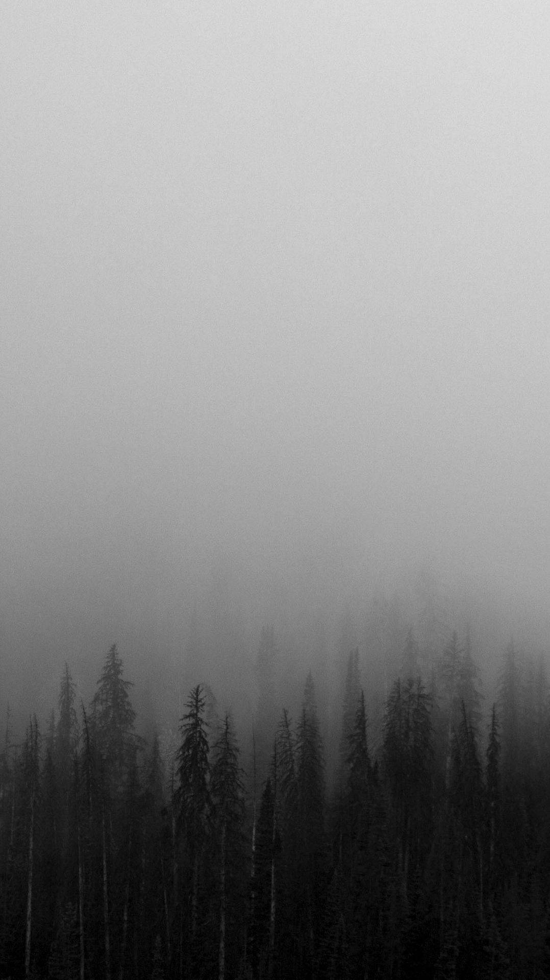 Black And White Iphone Foggy Trees Background