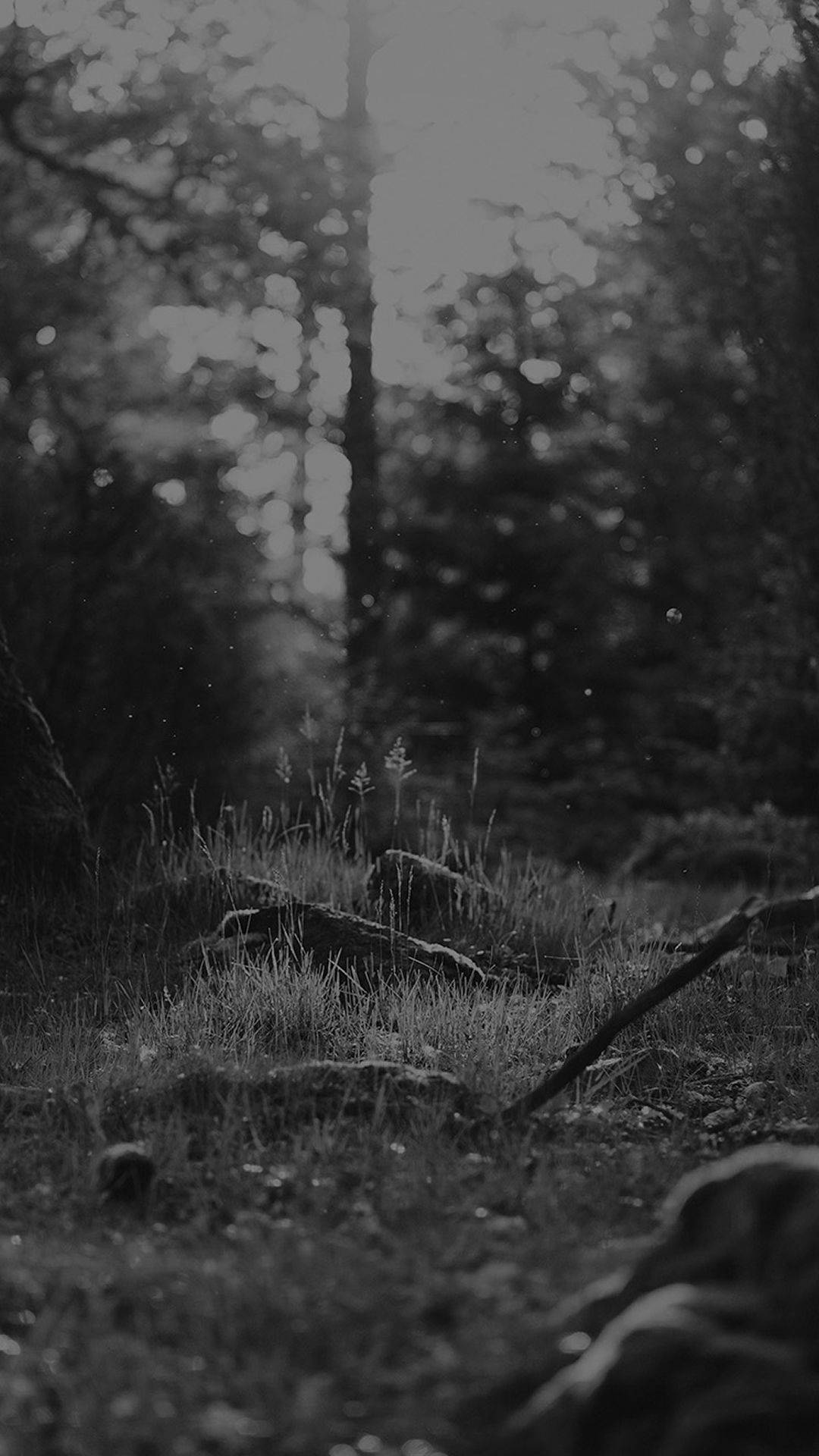 Black And White Iphone Forest Ground Background