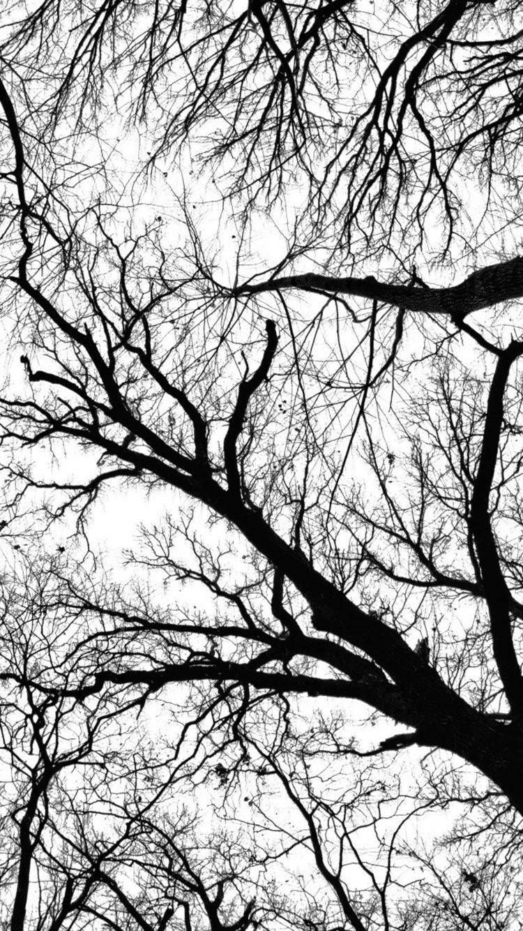 Black And White Iphone Leafless Tree Background