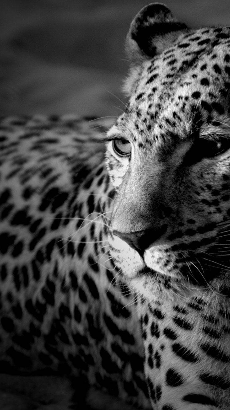 Black And White Iphone Leopard Background