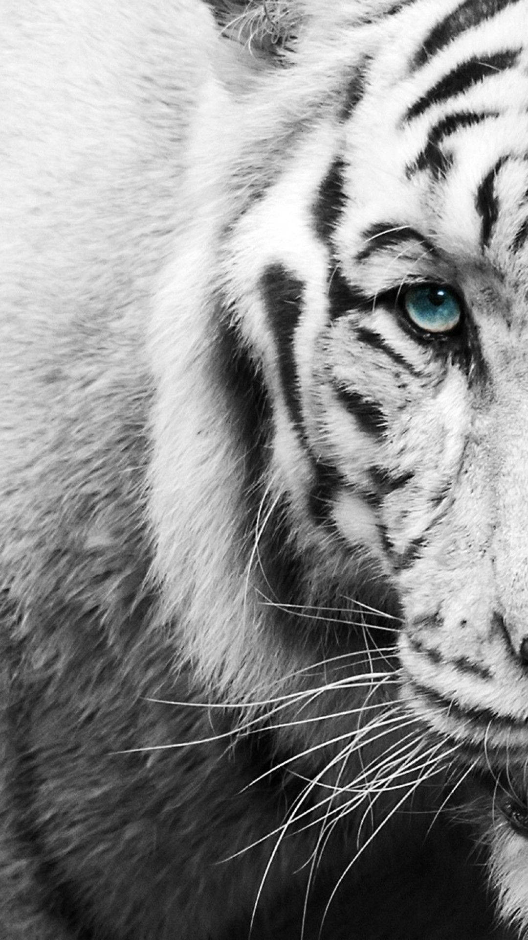 Black And White Iphone Tiger Background