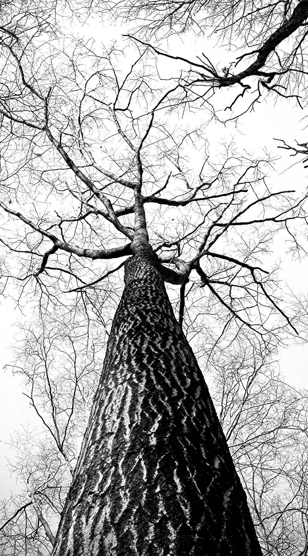 Black And White Iphone Tree