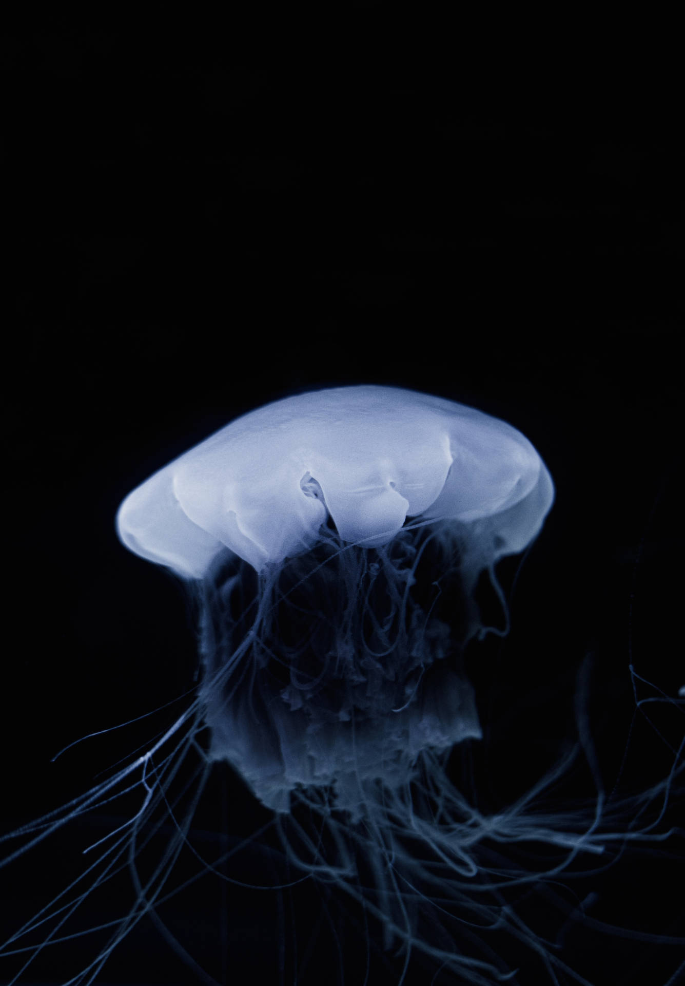 Black And White Jellyfish Background