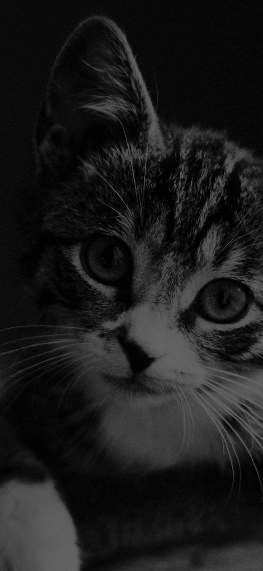 Black And White Kitten Black Apple Iphone Background