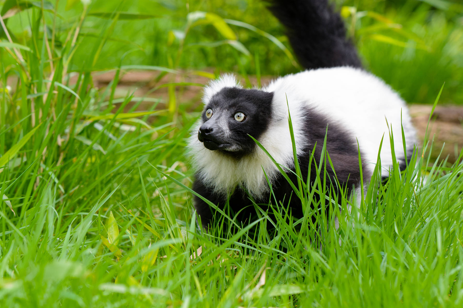 Black And White Lemur Background
