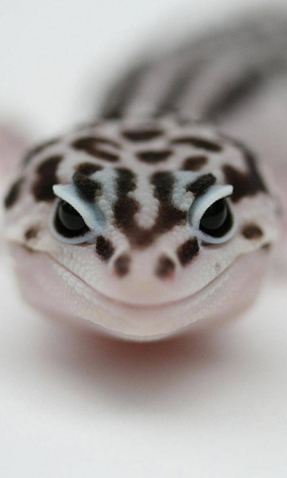Black And White Leopard Gecko